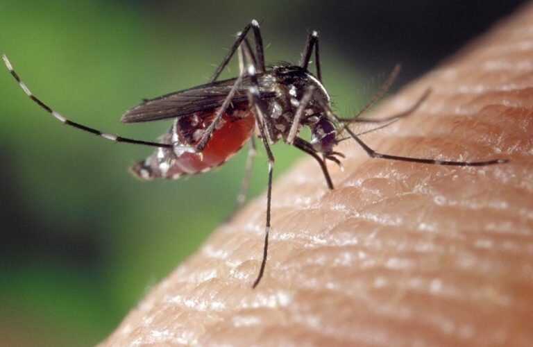 americana-confirma-quarto-obito-por-dengue-em-2025