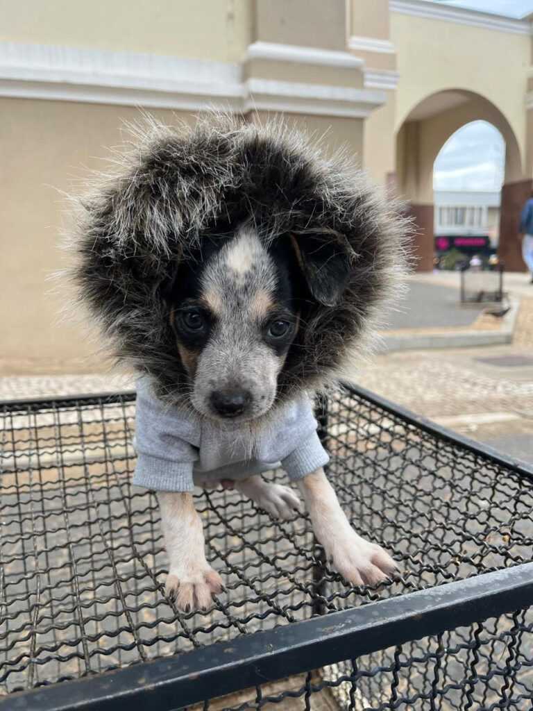 Adote um Pet do Tivoli tem 6 pets disponíveis para adoção quarta-feira agora adote-um-pet-do-tivoli-tem-6-pets-disponiveis-para-adocao-nesta-quarta-feira